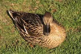 beautiful brown duck in the morning sun