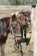 horses for riding on the trail