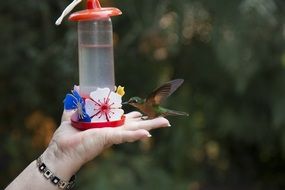 Colorful bird is eating on the hand