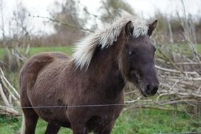 Brown and blond horse
