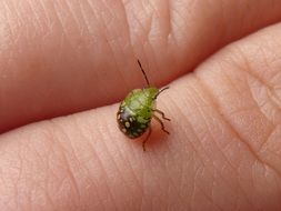 small green bug on hand