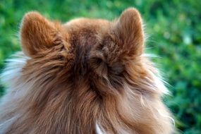 head of a small red dog close-up on blurred background