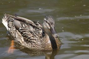 mallard Duck Mirroring on water