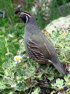 quail on a green bush