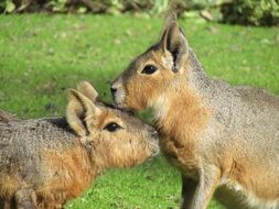 a pair of mammals in the wild