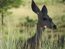 roe deer in tall grass in a natural environment