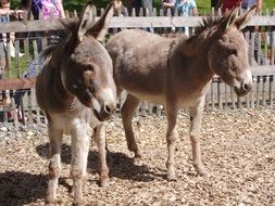 cute donkeys at the zoo germany