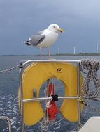 Seagull Bird at Sailboat closeup