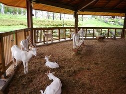 goats in the pen on the farm