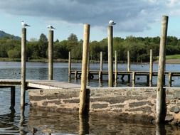 Seagulls Posts