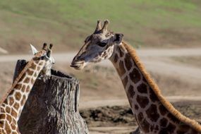 wild two giraffes in the reserve