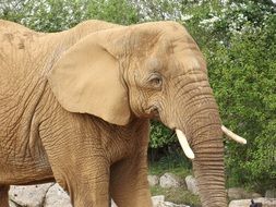 african elephant with big ears