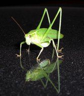 green Grasshopper on dark mirroring surface