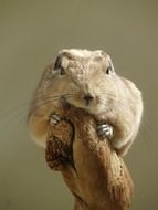 rodent sitting on the top of a branch
