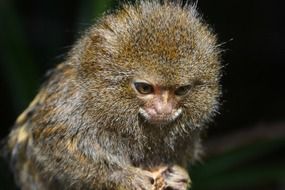 Cute pygmy marmoset