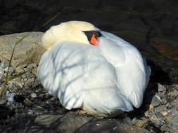 swan with white plumage rests near the lake constance