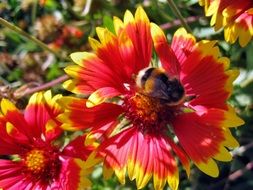 furry bee on a bright summer flower collects nectar
