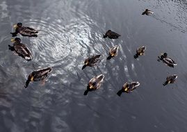 Ducks Reflection Water River