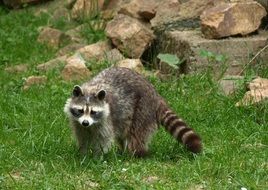 cheeky Raccoon on grass at wildlife park