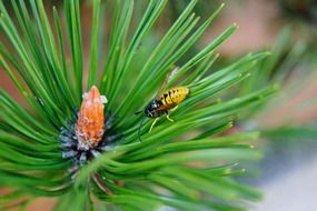 Wasp on a pine tree branch