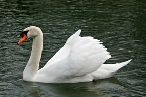 Swan Goose Neck