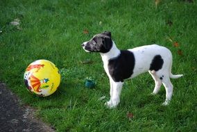 dog near the ball on the grass