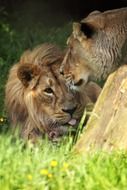 couple of african lions