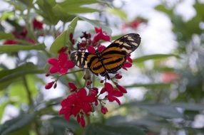 isabella's eueides Butterfly