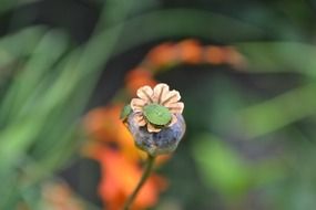 green shield bug on poppy box