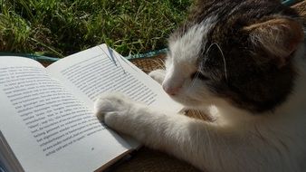 Cat is reading a book