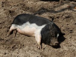 Pig lays on her side in mud