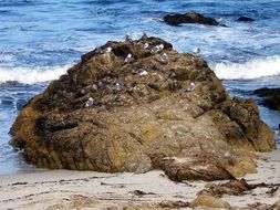 charming birds on the beach rock