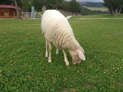 Sheep-Breeding Livestock Farm