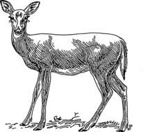 pencil-drawn young deer