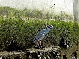 Heron or Ardea