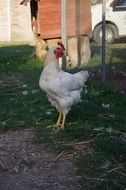 beautiful and cute Hen Farm Bird