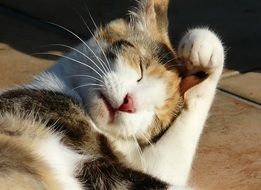 Beautiful, cute and colorful Cat is washing himself in light