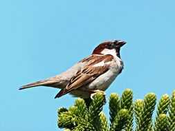 free beautiful sparrow on green plants