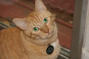 Orange kitty at home