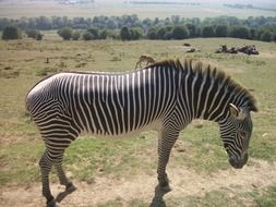 zebra stands on safari trail