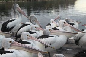Pelicans, Australia