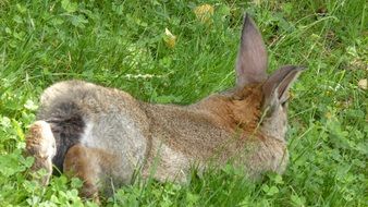 brown rabbit in tall green grass