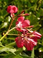 pink shrub flowers