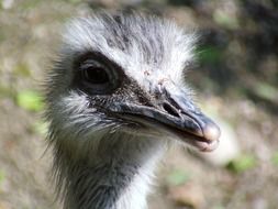 disheveled head of a grey ostrich