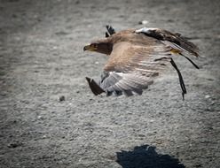 brown eagle flies over the steppe