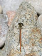 Dragonfly on a stone close-up