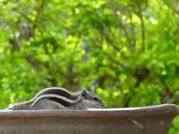 striped squirrel is a rodent