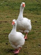 two white ducks close up