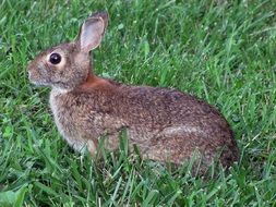 grey hare in Grass at Spring