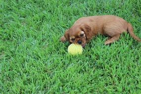 Cute and beautiful birght Spaniel Dog playing with a ball